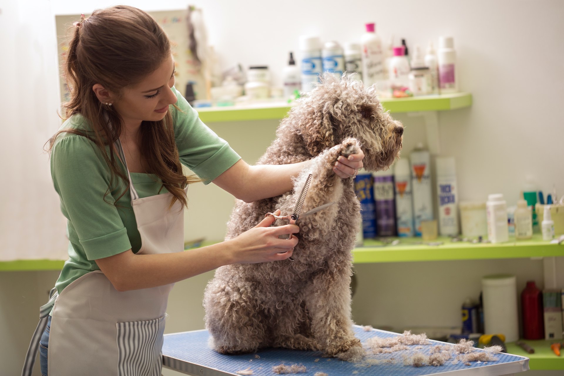 No, we don’t need to license dog groomers